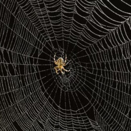 Exterminateur araignée