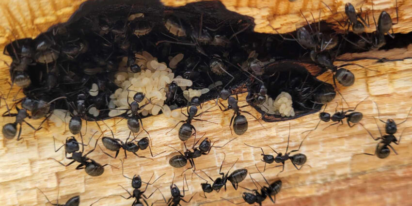 Exterminateur fourmis