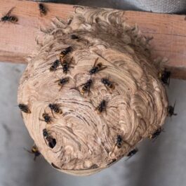 Exterminateur guêpe