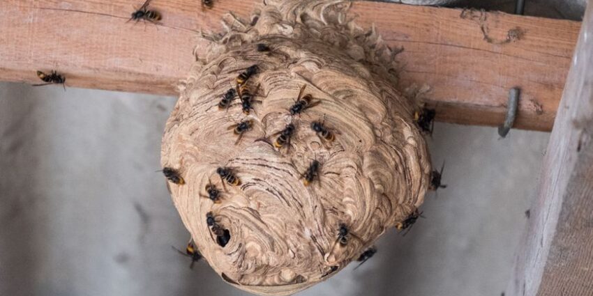 Exterminateur guêpe