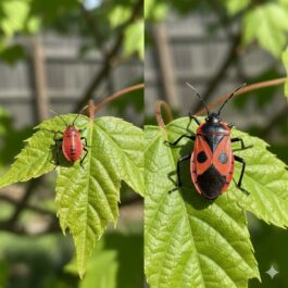 Punaise de l'Érable Négondo - adulte et nymphe sur une feuille d'érable