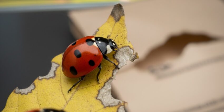 Extermination de coccinelle